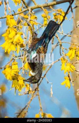 Un bellissimo uccello Tui che si nutrono dei fiori gialli dell'albero nativo Kowhai della Nuova Zelanda. Foto Stock