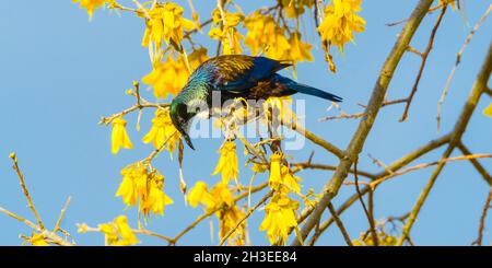 Un bellissimo uccello Tui che si nutrono dei fiori gialli dell'albero nativo Kowhai della Nuova Zelanda. Foto Stock