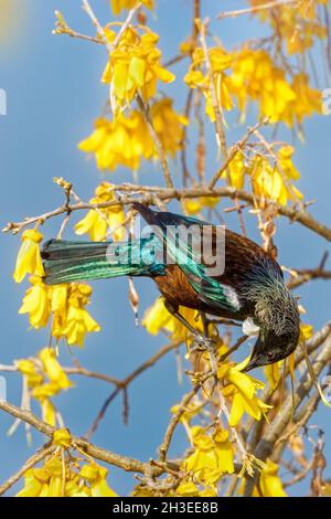 Un bellissimo uccello Tui che si nutrono dei fiori gialli dell'albero nativo Kowhai della Nuova Zelanda. Foto Stock