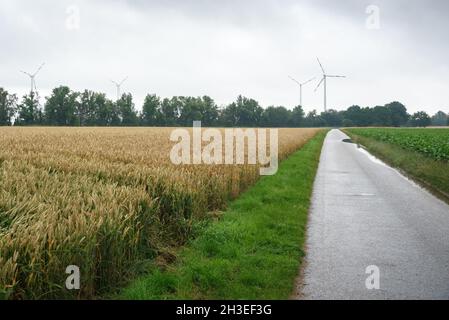 Sentiero lastricato desertato attraverso campi coltivati nella campagna della Germania in una giornata di nebbia. Sullo sfondo è visibile un parco eolico. Foto Stock