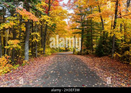 Strada arretrata abbandonata attraverso una foresta colorata al picco del fogliame autunnale Foto Stock