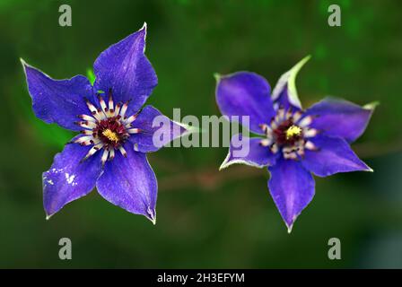 Platycodon grandiflorus astra blu fiore a palloncino con boccioli e foglie verdi, isolata. Foto Stock