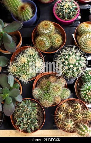 Vista dall'alto di mammillaria crassula cactus. Diversi tipi di cactus in pentole, fotografia verticale Foto Stock