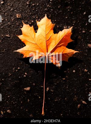 Singolo arancione colorato morto foglia di acero caduto in autunno poggiando sul tarmac scuro. Foto Stock