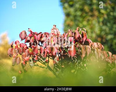 Belle foglie rosse di un albero di cespuglio ardente Foto Stock