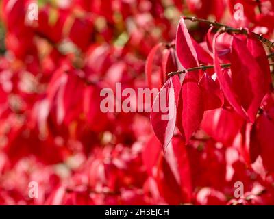 Belle foglie rosse di un albero di cespuglio ardente Foto Stock