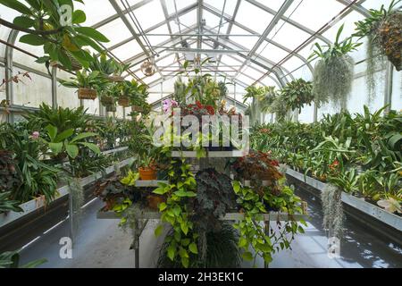 Piante tropicali, comprese le begonie, che crescono nella serra. A Marjorie Merriweather Post Hillwood Mansion, Museo, tenuta e giardini a Washin Foto Stock