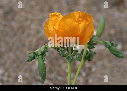 rosa alla luce del sole, colore giallo e rosso, forma splendida e colore splendido Foto Stock