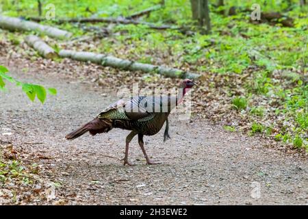 tacchino selvatico che si stringe nella foresta Foto Stock