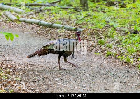 tacchino selvatico che si stringe nella foresta Foto Stock