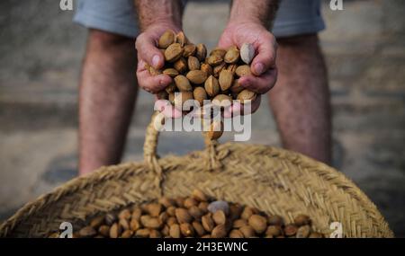 Mani su un sacco di mandorle in guscio Foto Stock