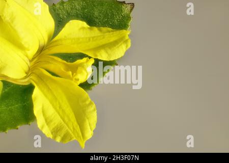 Macro vista di Hop Goodenia (Goodenia ovata) fiore e foglia su sfondo grigio Foto Stock