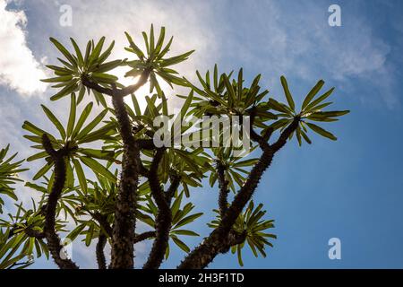 Vista ad angolo basso della palma del Madagascar la spiky pianta del deserto contro il cielo blu Foto Stock