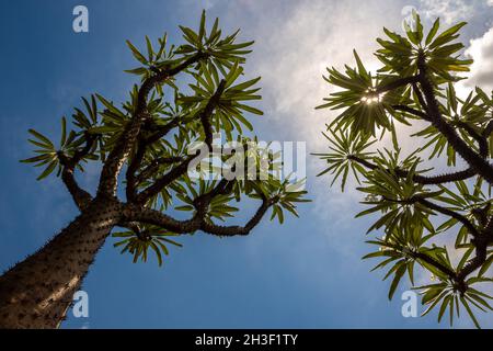 Vista ad angolo basso della palma del Madagascar la spiky pianta del deserto contro il cielo blu Foto Stock