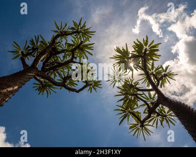 Vista ad angolo basso della palma del Madagascar la spiky pianta del deserto contro il cielo blu Foto Stock