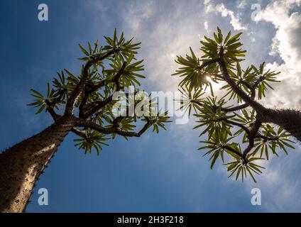 Vista ad angolo basso della palma del Madagascar la spiky pianta del deserto contro il cielo blu Foto Stock