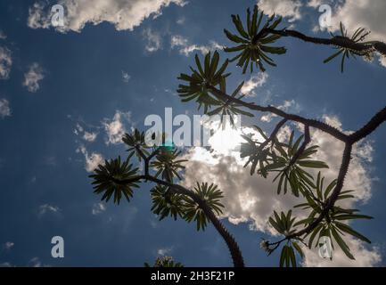 Vista ad angolo basso della palma del Madagascar la spiky pianta del deserto contro il cielo blu Foto Stock