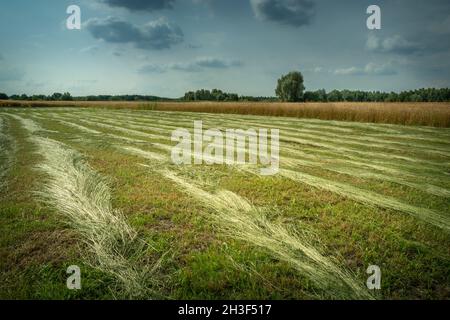 Falciata erba nel prato, vista serale Foto Stock