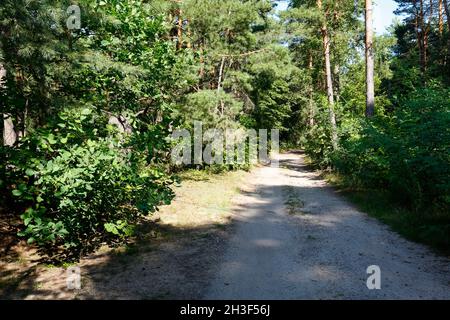 Una strada sterrata conduce attraverso la foresta tra molti pini e altri alberi. È un frammento di una vasta area forestale vicino al villaggio di Wilga in Polonia. Foto Stock