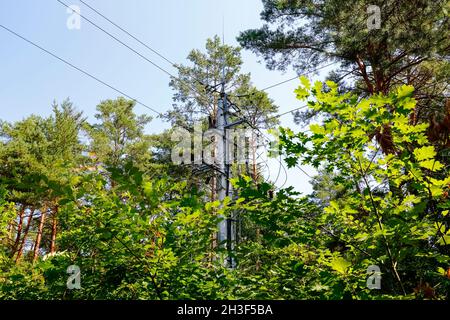 C'è una linea elettrica con il suo polo e cavi possono essere visti nella foresta tra molti alberi. Questa linea passa attraverso la foresta in Polonia vicino ad un villaggio Foto Stock