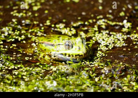 La rana verde in un laghetto si affaccia sull'acqua. Animali mimetizzazione. Anfibio. Foto Stock