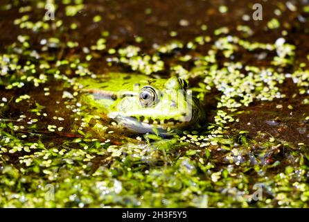 La rana verde in un laghetto si affaccia sull'acqua. Animali mimetizzazione. Anfibio. Foto Stock