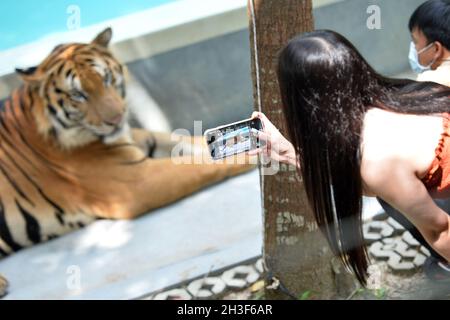 (211028) -- CHONBURI, 28 ottobre 2021 (Xinhua) -- Un turista scatta la foto per una tigre al parco della tigre in Pattaya della provincia di Chonburi, Tailandia, 27 ottobre 2021. (Xinhua/Rachen Sageamsak) Foto Stock