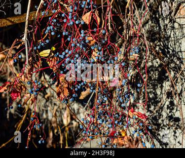 Mature grappoli di bacche e foglie rosse di uve selvatiche. Foglie autunnali di uve selvatiche con sfondo sfocato. Messa a fuoco selettiva. Foto Stock