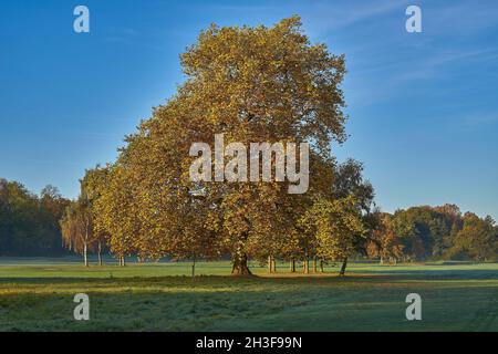 Paesaggio autunnale con un colorato platano su un campo da golf Foto Stock