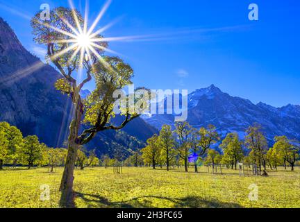 Acero (Acer) in controluce, autunno, Grosser Ahornboden, Eng, Vomp, Hinterriss, Tirolo, Austria, Europa Foto Stock