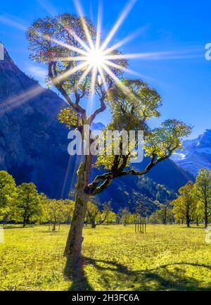 Acero (Acer) in controluce, autunno, Grosser Ahornboden, Eng, Vomp, Hinterriss, Tirolo, Austria, Europa Foto Stock