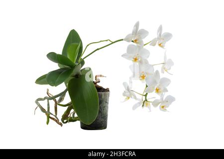 Primo piano di orchidee bianche. Orchid isolato. Foto Stock