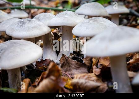 Funghi agarici nuvolosi (Clitocybe nebularis), Regno Unito. Foto Stock