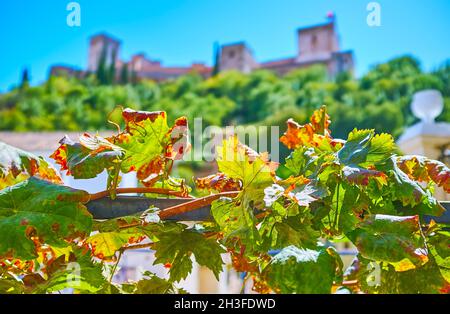 La vite verde di fronte alle mura medievali e alle torri dell'Alhambra, Granada, Spagna Foto Stock