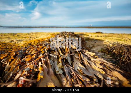 Primo piano, macro, paesaggio costiero su piccola scala con alghe seghettate a Bembridge, Isola di Wight, Regno Unito Foto Stock
