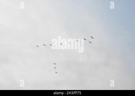 Gruppo di uccelli in cielo. Inizio dell'autunno e gregge di anatre che volano nel cielo, isolato su sfondo bianco Foto Stock