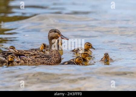 Una femmina di Mallard (anas platyrhyncho) e i suoi pulcini che nuotano in un lago Michigan, USA. Foto Stock