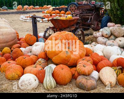La gioia stagionale dell'autunno con una selezione di zucche variopinte e dalla forma odorosa Foto Stock