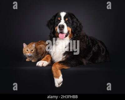 Maestoso Berner Sennen cane che si stende sul bordo accanto rosso non razza gatto adulto. Entrambi guardando verso la fotocamera. Amici unuasuali. Isolato su una parte posteriore nera Foto Stock