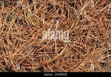 gli aghi marroni caduti di un pino si sono sparsi sul terreno Foto Stock