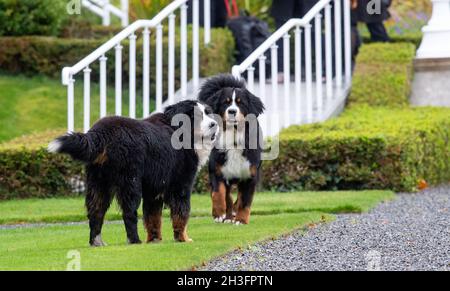 Dublino, Irlanda. 27 ottobre 2021. I cani di montagna Bernesi Brod e Misneach si trovano nel giardino della residenza ufficiale del presidente irlandese. Il Presidente Steinmeier e sua moglie si trovano in Irlanda per una visita di Stato di tre giorni. Credit: Bernd von Jutrczenka/dpa/Alamy Live News Foto Stock