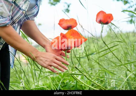 Grandi fiori giardino papaveri rossi, le mani della donna che toccano papaveri Foto Stock