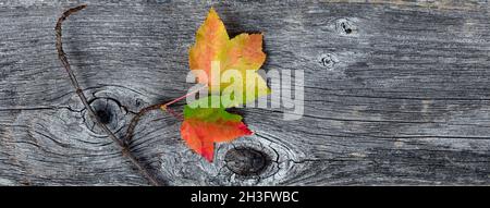 Vista dall'alto di foglie colorate con il loro ramo su tavole di legno naturalmente invecchiate per la stagione di festa di Halloween o del Ringraziamento Foto Stock