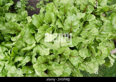 Vista dall'alto. Foglie di barbabietola verde fresche o piantine di barbabietole. Una fila di giovani foglie di barbabietola verde cresce su un letto di legno. Foto di alta qualità Foto Stock