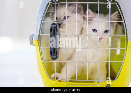 Ragdoll gatti all'interno trasportando Foto Stock