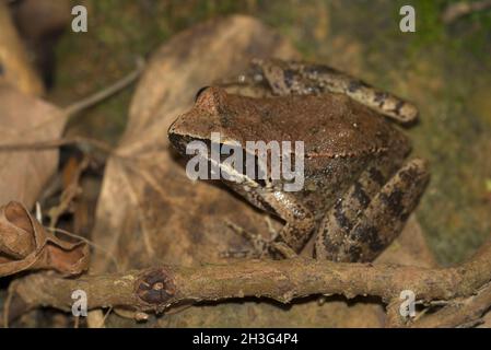 Rana ruscello greca (Rana graeca) adulto che riposa su una foglia in un ruscello Foto Stock