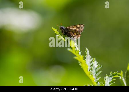 Skipper a scacchi (Carterocephalus palaemom) appoggiato su una foglia Foto Stock