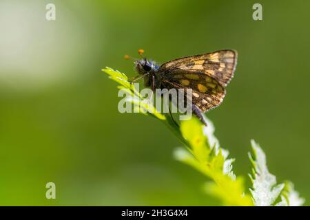 Skipper a scacchi (Carterocephalus palaemon) appoggiato su una foglia Foto Stock