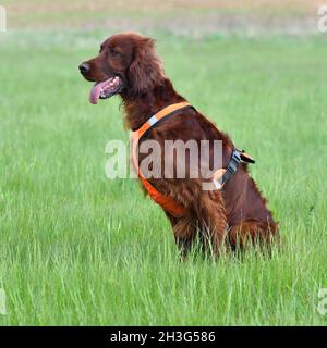 Setter irlandese seduto su erba verde Foto Stock