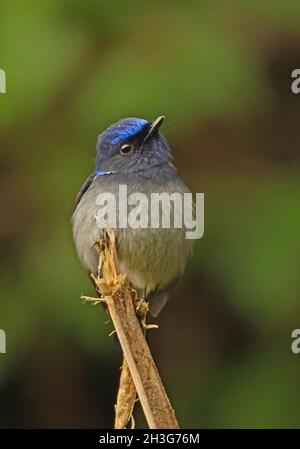 Piccolo Niltava (Niltava macgrigoriae signata) maschio adulto arroccato su bastone rotto Arunachal Pradesh, India Gennaio Foto Stock